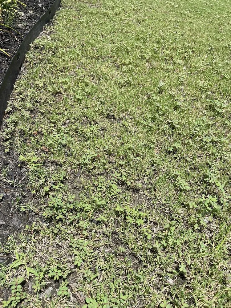 Professional landscape design in Summerville, SC by Coastal Turf