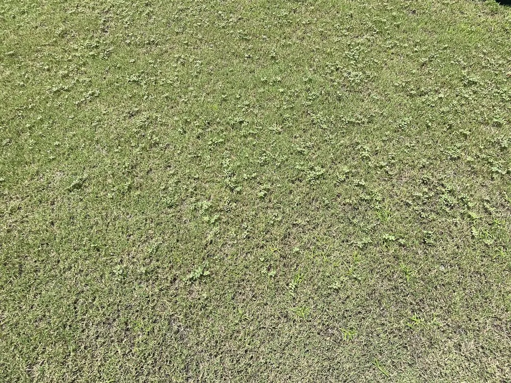 Local garden landscaping for beautiful yards in Summerville, SC by Coastal Turf