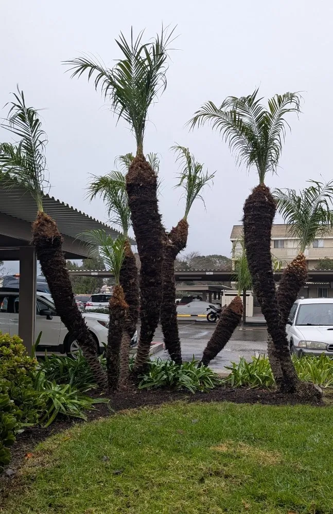 Reliable garden landscaping for residential properties across Ventura, CA - Coastland landscape paint services