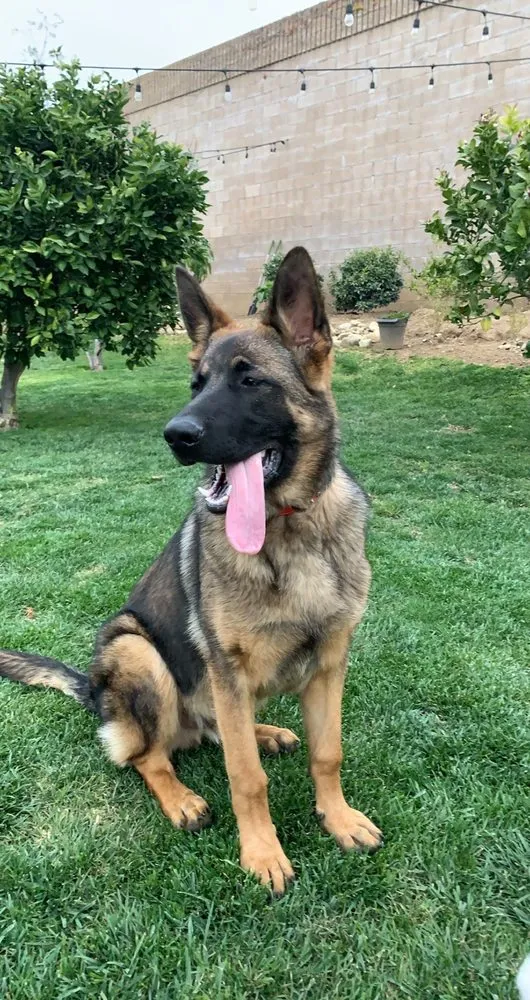 Expert landscape design with custom design in Indio, CA by Cobano Landscape & Irrigation