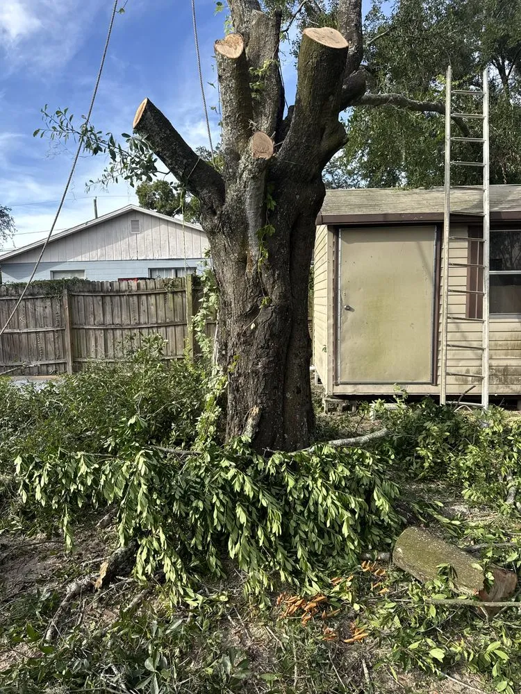 Expert yard cleanup service for homes across Tampa, FL - Cobas Garden Artesan