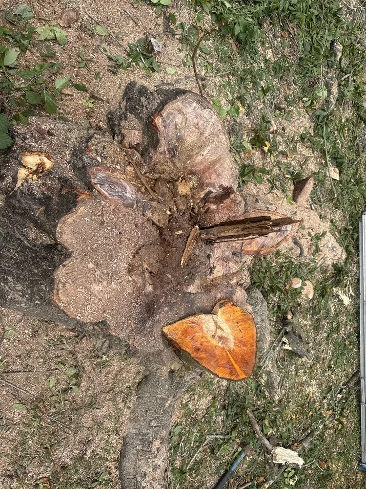 Reliable yard maintenance experts serving Tampa, FL - Cobas Garden Artesan