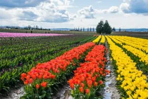 Reliable lawn mowing service in Denver, CO - CoCal Landscape