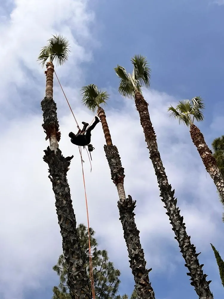 Custom landscape design experts serving Chula Vista, CA - Coco Landscape