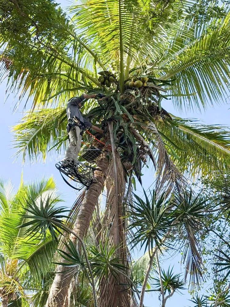 Reliable yard maintenance for outdoor upgrades in Captain Cook, HI by Coconut Care