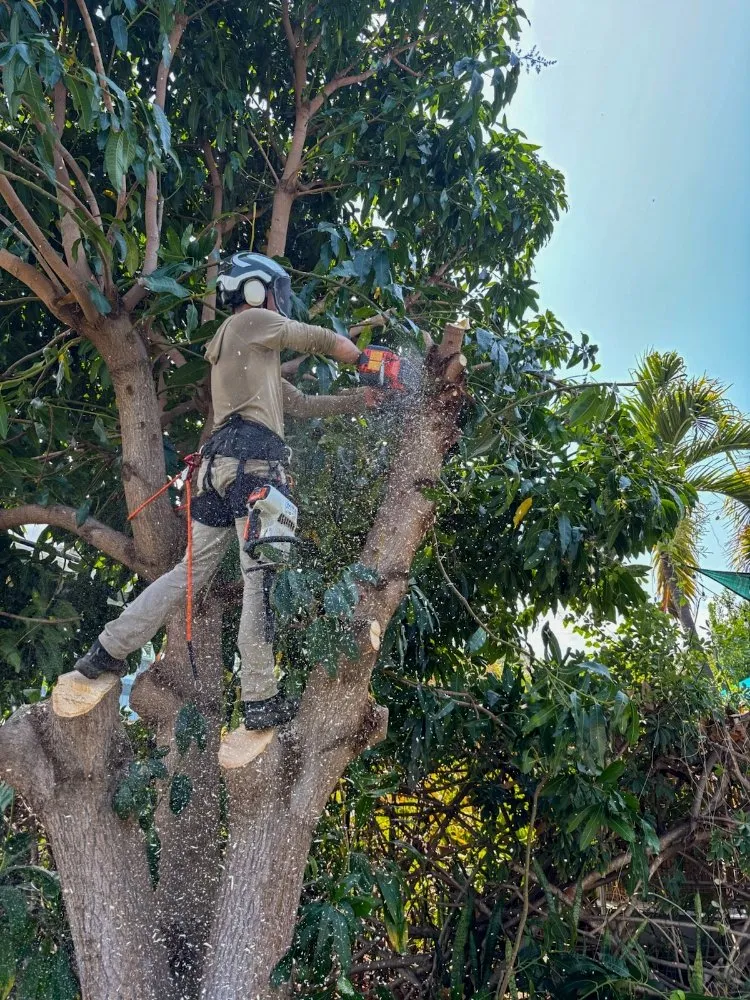 Professional landscape design experts serving Captain Cook, HI - Coconut Care