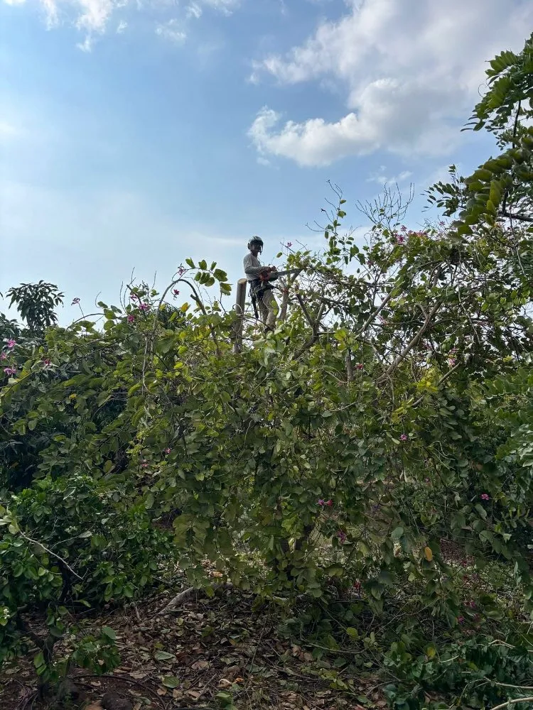 Affordable lawn mowing service in Captain Cook, HI - Coconut Care