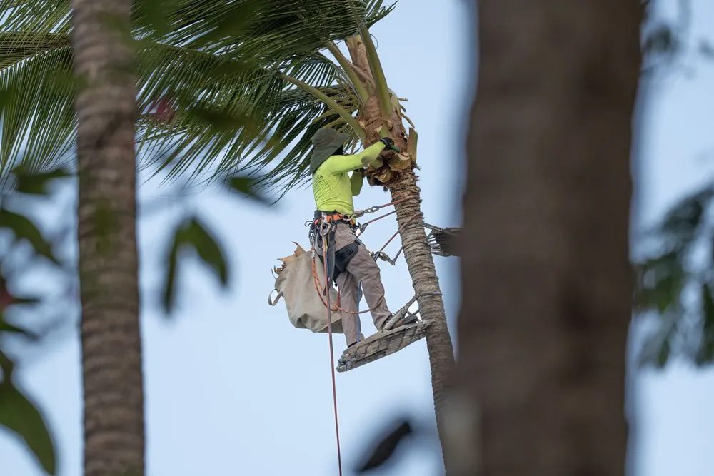 Affordable outdoor landscaping near you across Kula, HI - Coconut Kuleana