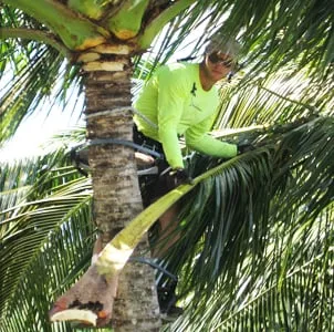 Trusted lawn mowing service near you across Kula, HI - Coconut Kuleana