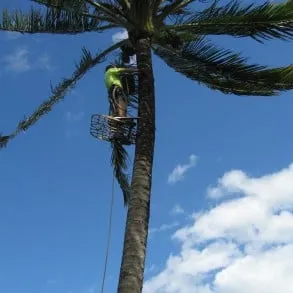 Local landscaping services with custom design in Kula, HI by Coconut Kuleana