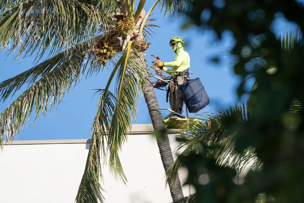 Professional landscape design for year-round maintenance in Kula, HI by Coconut Kuleana