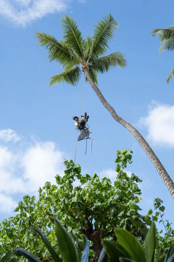 Affordable yard maintenance in Kula, HI by Coconut Kuleana