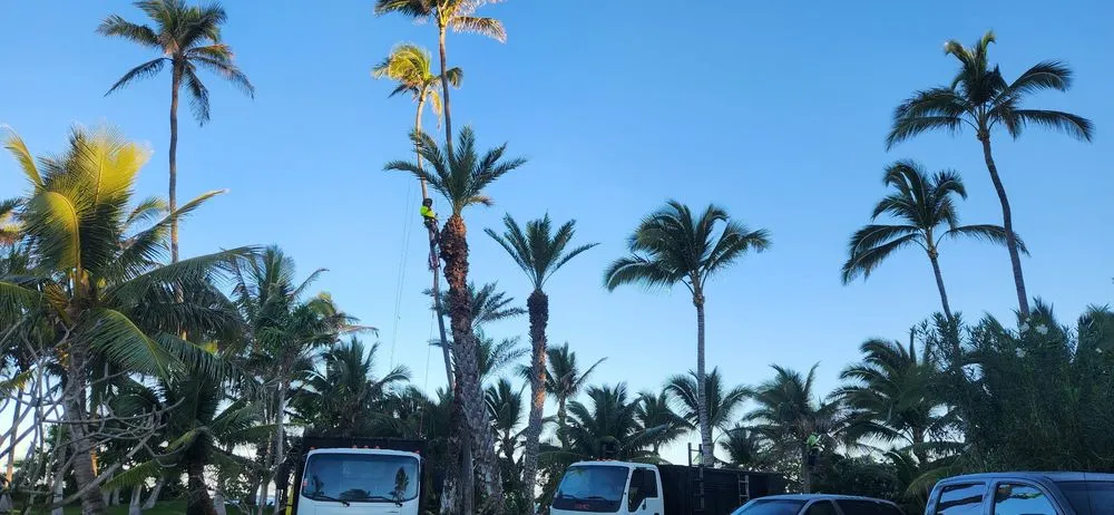 Trusted landscaping services in Kula, HI by Coconut Kuleana