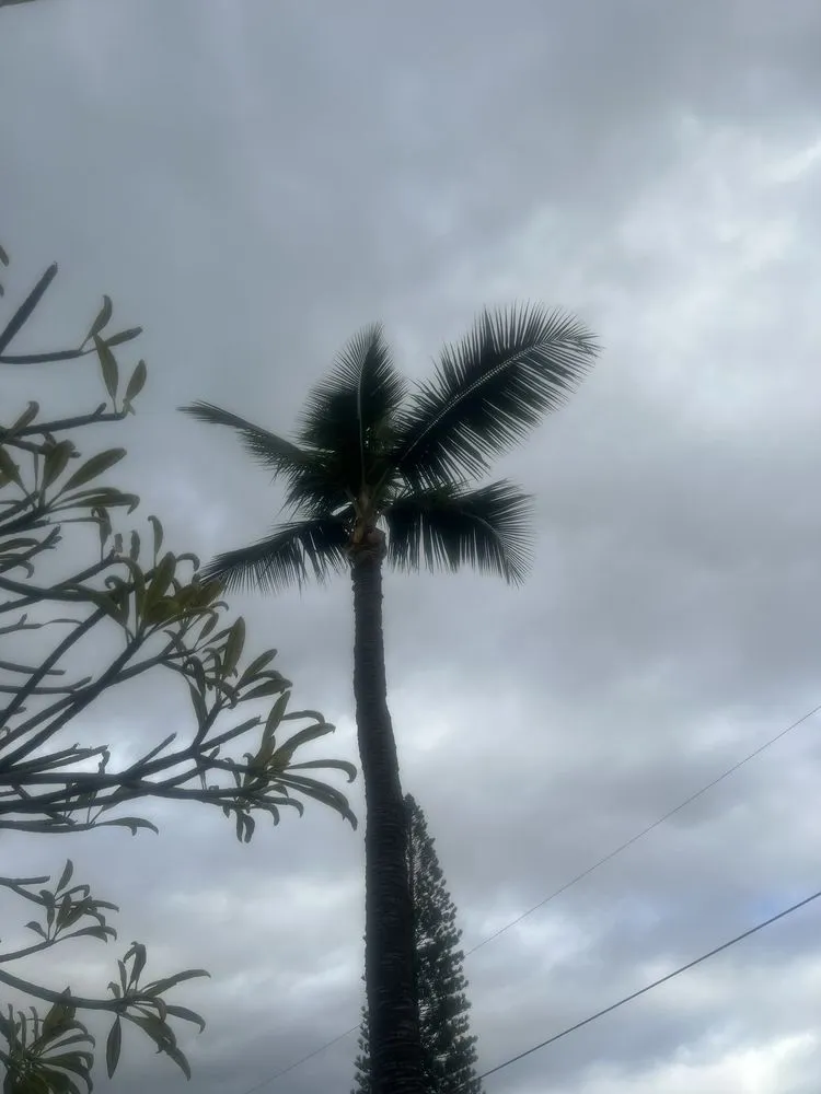 Local landscape installation experts serving Kula, HI - Coconut Kuleana