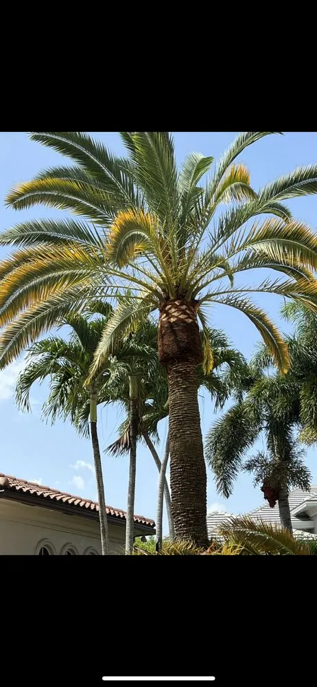 Top-rated landscape design experts serving Hialeah, FL - Coconut Trimmers & Garden