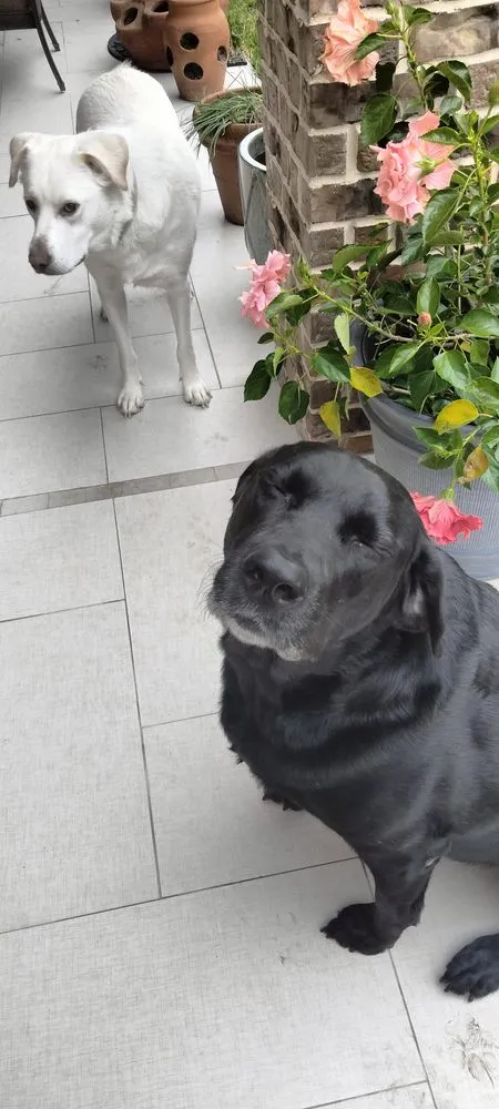 Custom residential landscaping experts serving Friendswood, TX - Coco's Nursery & Landscaping