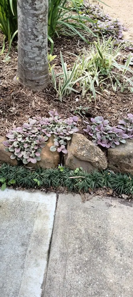 Local outdoor landscaping experts serving Friendswood, TX - Coco's Nursery & Landscaping