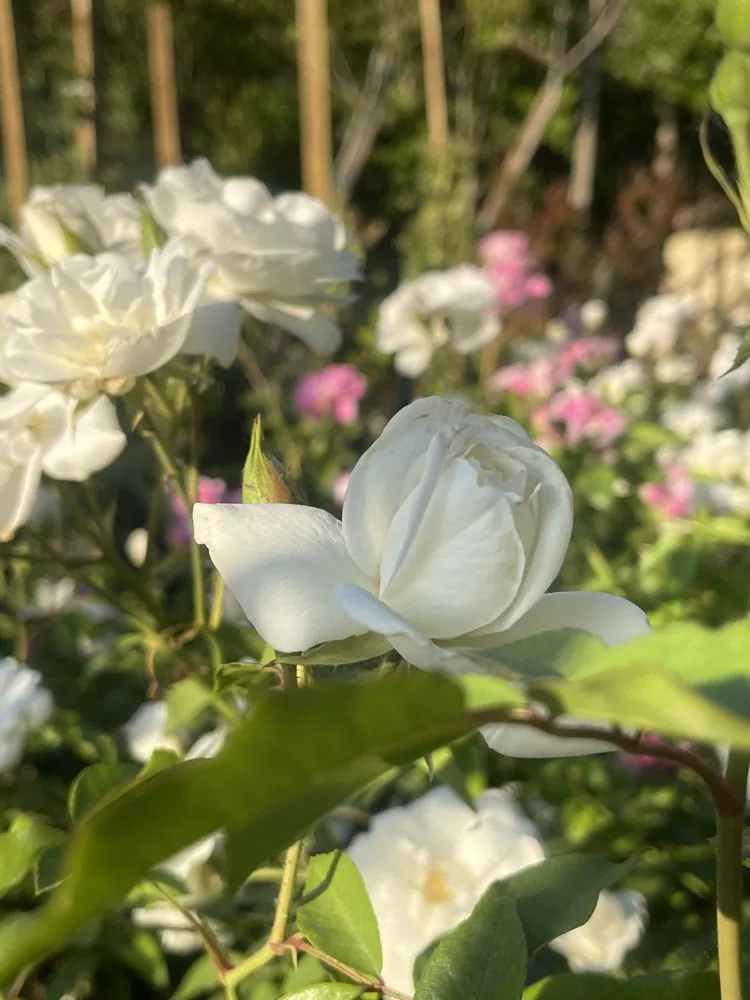 Expert garden landscaping for homes across Norco, CA - Coco's Nursery