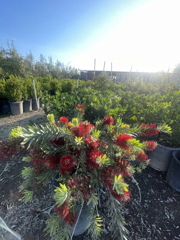 Affordable landscaping services for homes across Norco, CA - Coco's Nursery