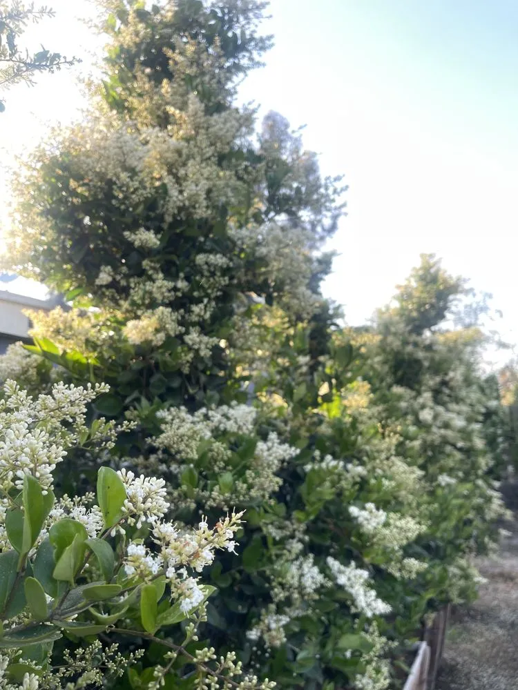 Professional residential landscaping in Norco, CA by Coco's Nursery