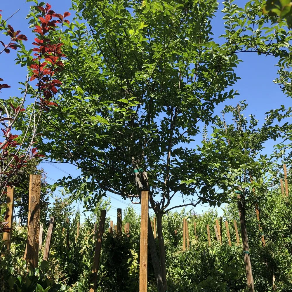 Top-rated yard cleanup service experts serving Norco, CA - Coco's Nursery