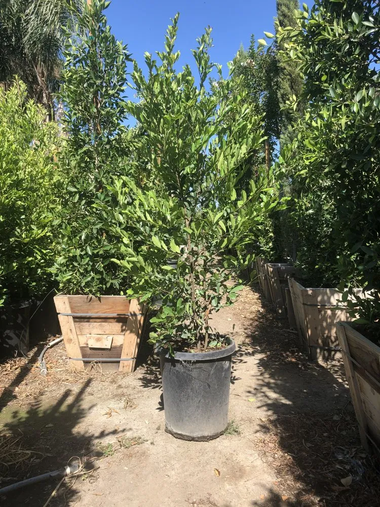 Local outdoor landscaping for homes in Norco, CA by Coco's Nursery