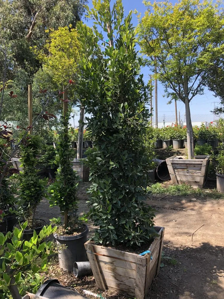 Expert lawn care service for beautiful yards in Norco, CA by Coco's Nursery