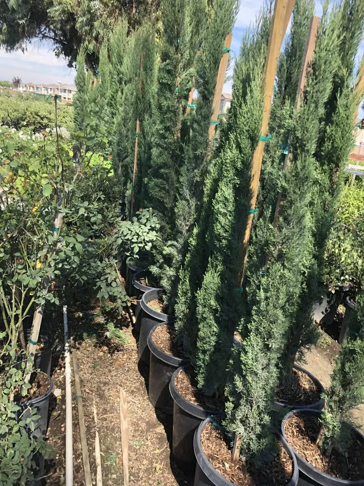 Trusted lawn care service in Norco, CA - Coco's Nursery