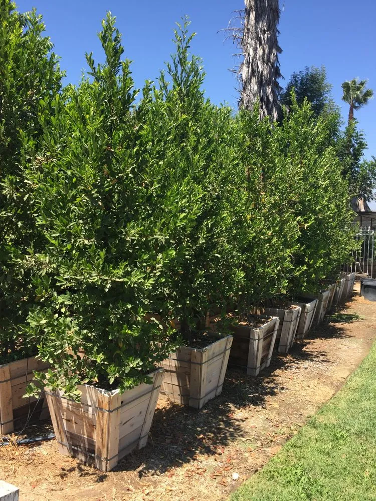 Top-rated lawn mowing service in Norco, CA - Coco's Nursery