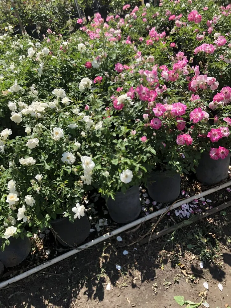 Custom outdoor landscaping for beautiful yards across Norco, CA - Coco's Nursery