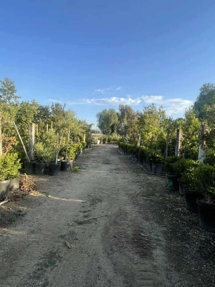 Top-rated lawn care service in Norco, CA - Coco's Nursery