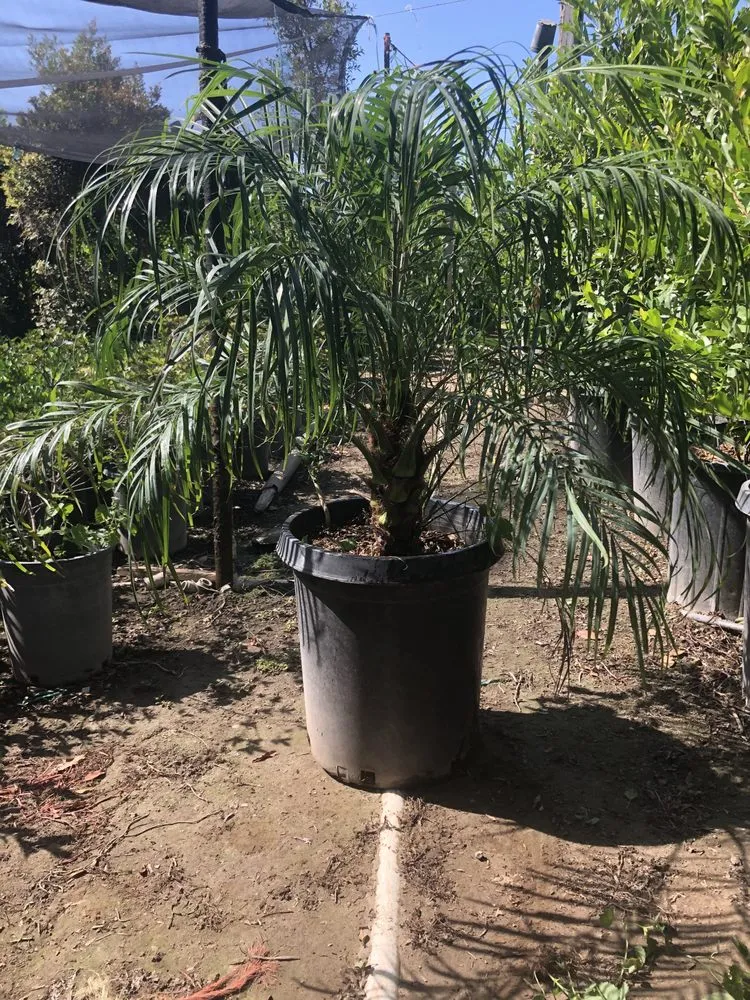 Professional garden landscaping experts serving Norco, CA - Coco's Nursery