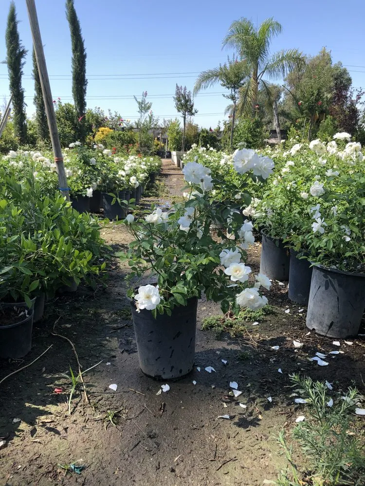 Trusted yard maintenance for year-round maintenance across Norco, CA - Coco's Nursery
