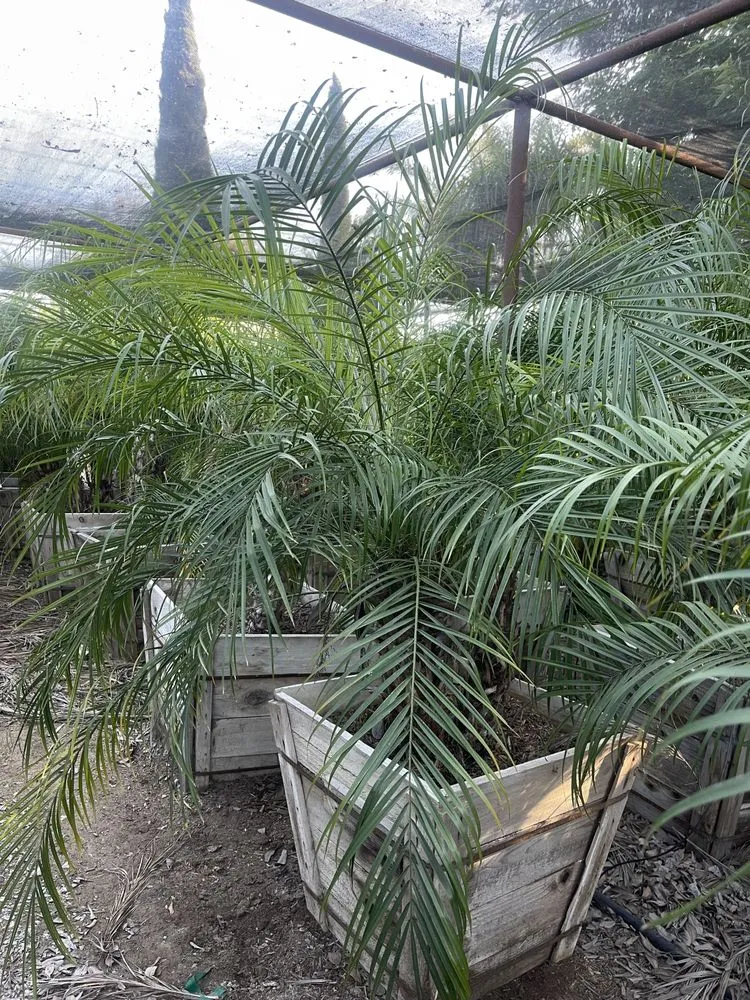 Custom landscape installation for outdoor upgrades across Norco, CA - Coco's Nursery