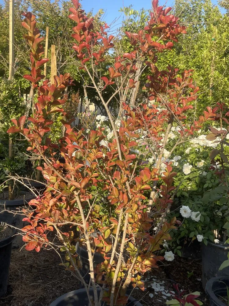 Reliable landscape design in Norco, CA by Coco's Nursery