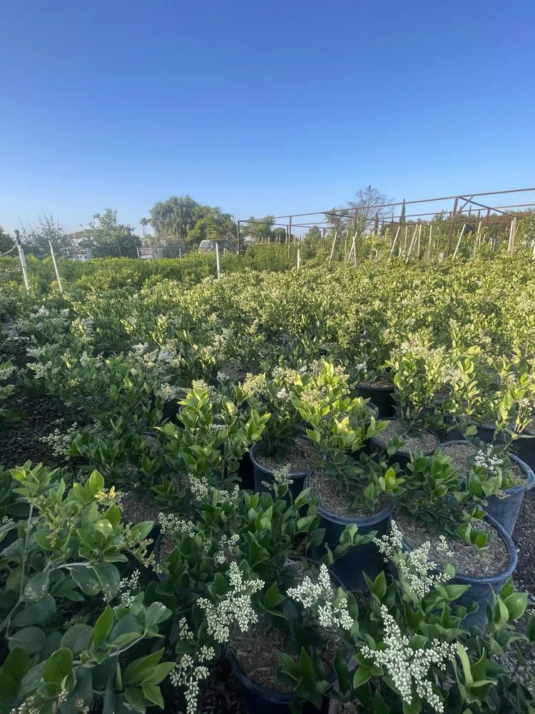 Trusted garden landscaping with custom design in Norco, CA by Coco's Nursery