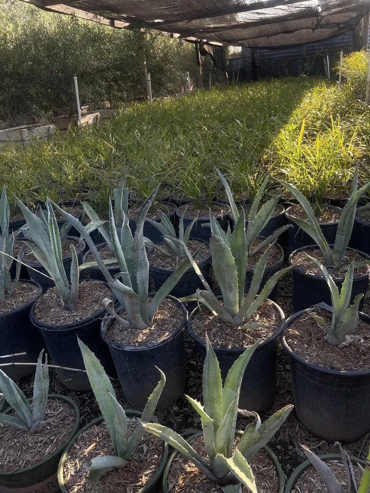 Top-rated yard cleanup service experts serving Norco, CA - Coco's Nursery