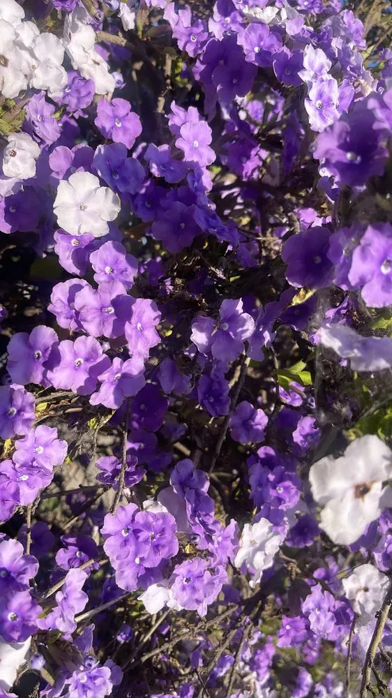 Trusted landscape installation in Norco, CA - Coco's Nursery