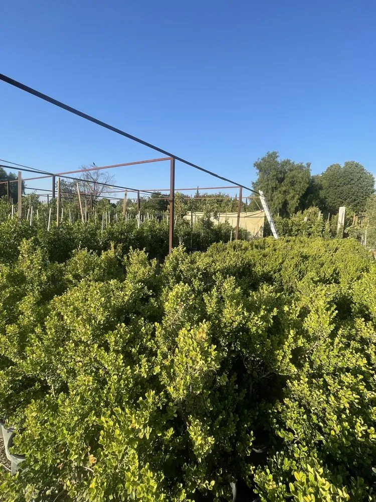 Reliable outdoor landscaping in Norco, CA by Coco's Nursery