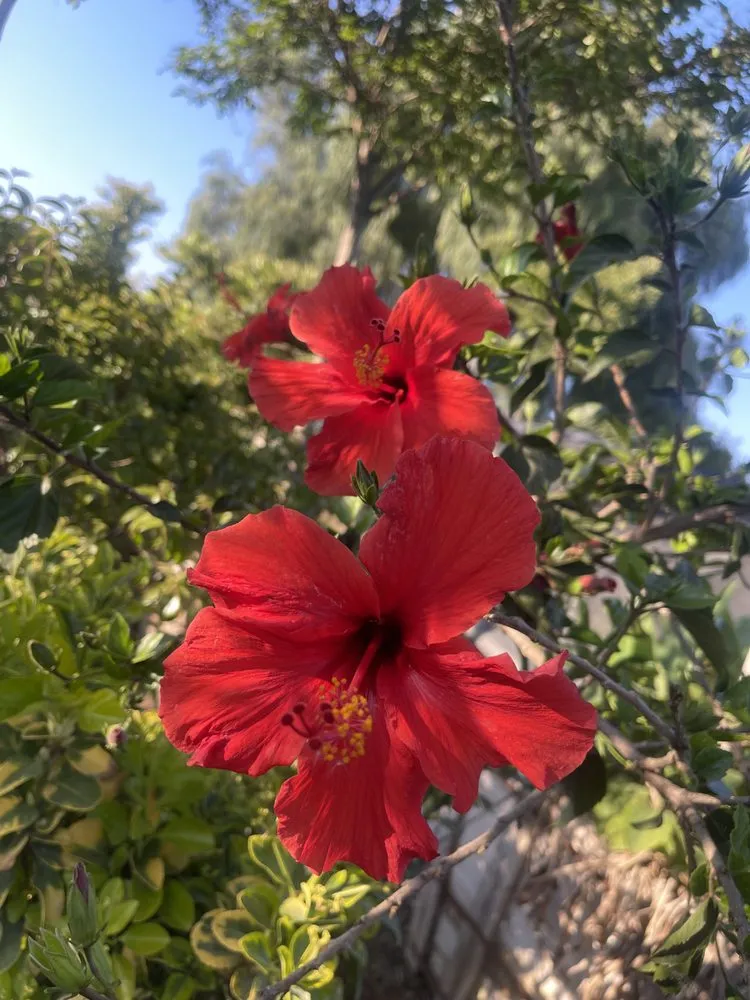 Local lawn care service for beautiful yards across Norco, CA - Coco's Nursery