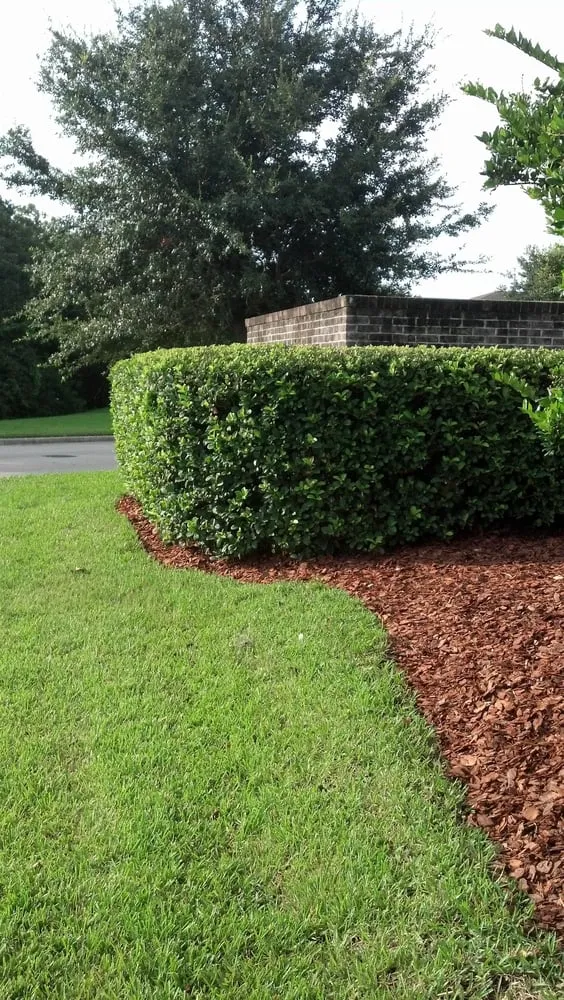 Reliable yard maintenance in Orlando, FL - Code Green Lawn Services