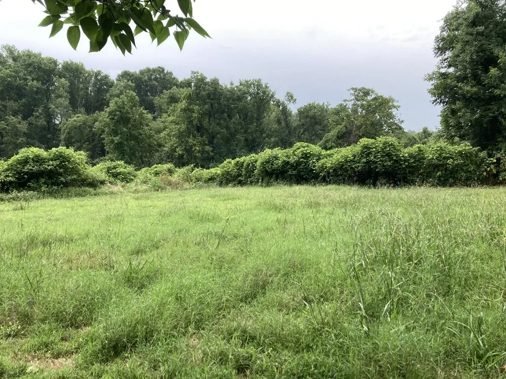 Trusted yard cleanup service in Lebanon, TN by CodeMancuts