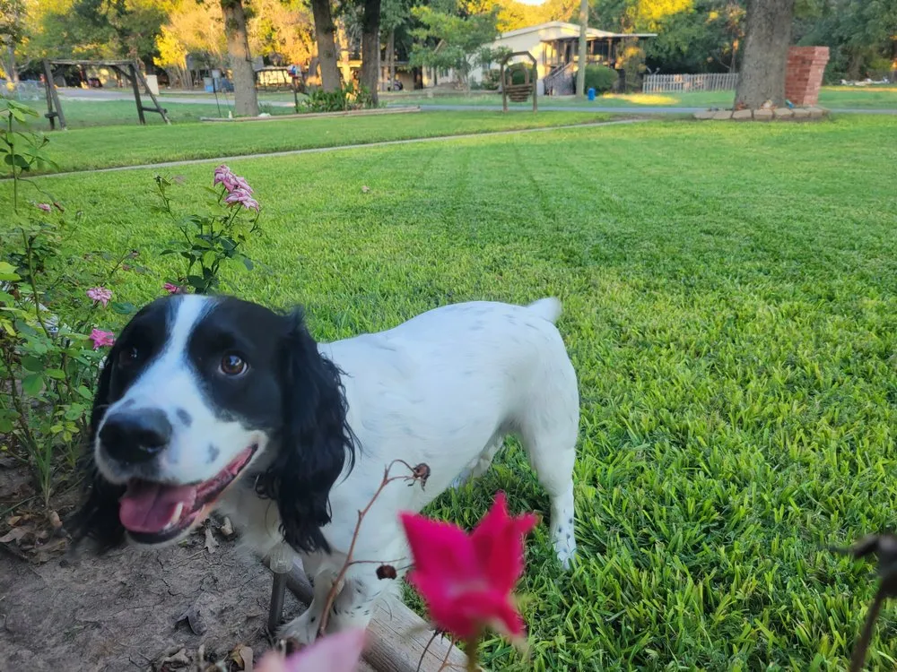 Professional landscaping services for year-round maintenance in Granbury, TX by Cody's Residential Lawn Care
