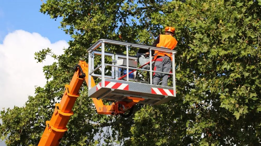 Expert landscape installation in Katy, TX - Cody's Tree Services
