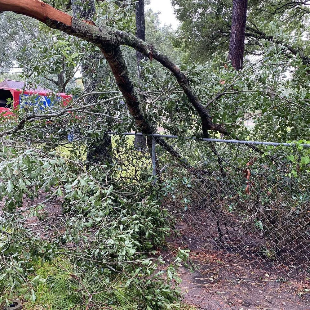 Custom lawn care service in Katy, TX - Cody's Tree Services