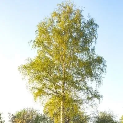 Local yard maintenance in Katy, TX - Cody's Tree Services