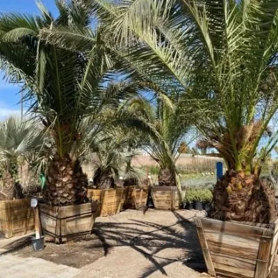 Affordable landscape installation experts serving Katy, TX - Cody's Tree Services