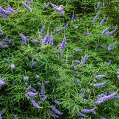 Top-rated landscape installation for residential properties in Katy, TX by Cody's Tree Services