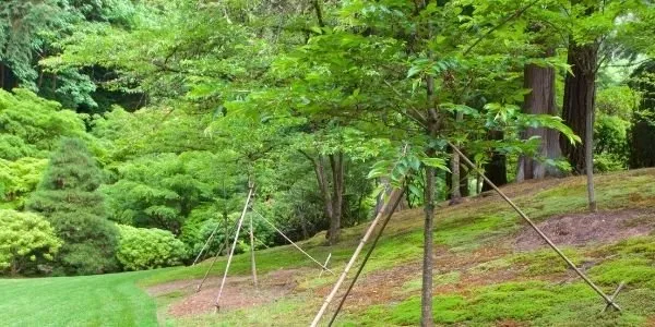 Affordable garden landscaping in Katy, TX by Cody's Tree Services