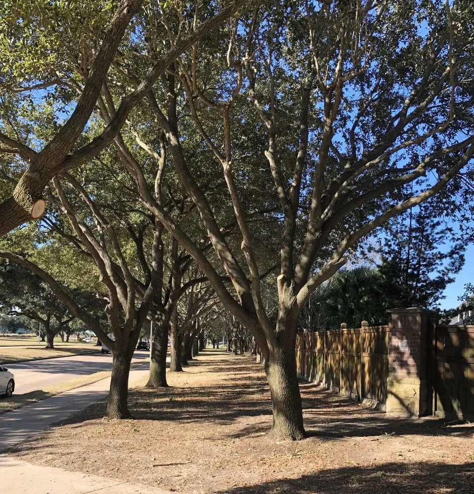 Affordable lawn care service in Katy, TX - Cody's Tree Services